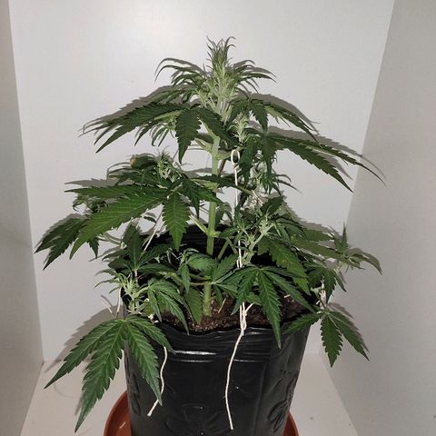 Moby-D XXL Auto growlog timeline photo