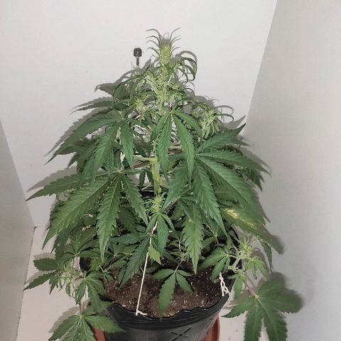 Moby-D XXL Auto growlog timeline photo