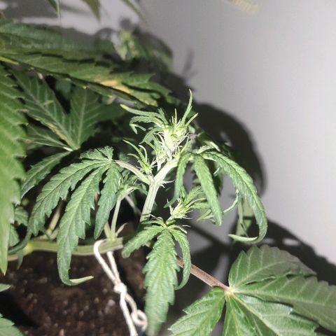 Moby-D XXL Auto growlog timeline photo