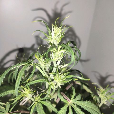 Moby-D XXL Auto growlog timeline photo