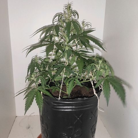 Moby-D XXL Auto growlog timeline photo