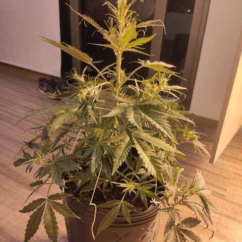 Moby-D XXL Auto growlog timeline photo