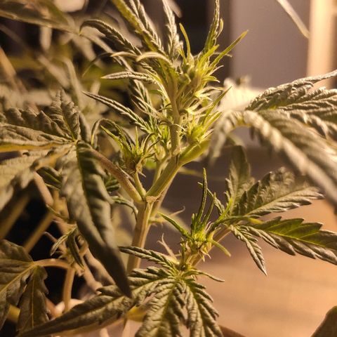 Moby-D XXL Auto growlog timeline photo