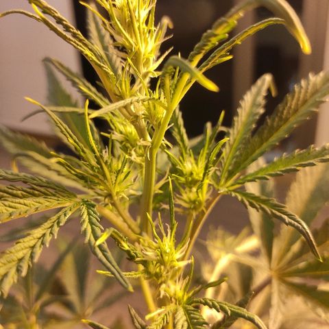 Moby-D XXL Auto growlog timeline photo