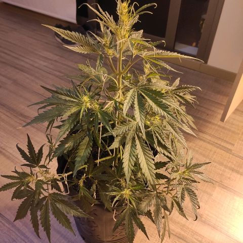 Moby-D XXL Auto growlog timeline photo