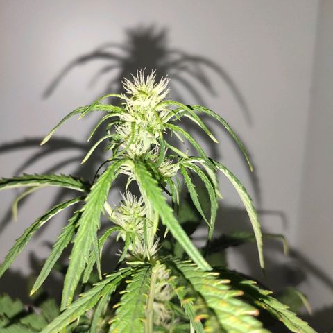 Moby-D XXL Auto growlog timeline photo