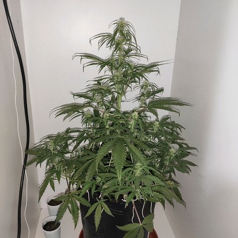 Moby-D XXL Auto growlog timeline photo