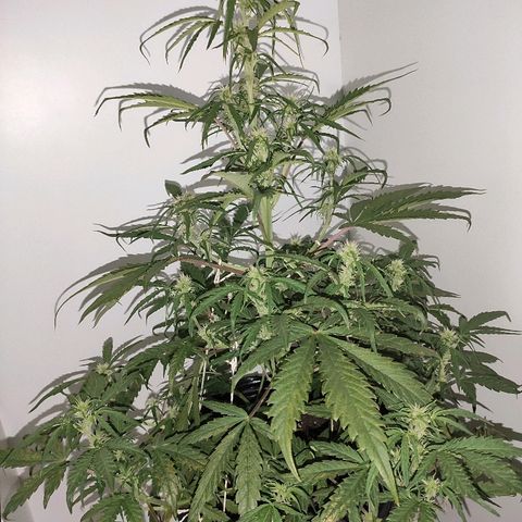 Moby-D XXL Auto growlog timeline photo