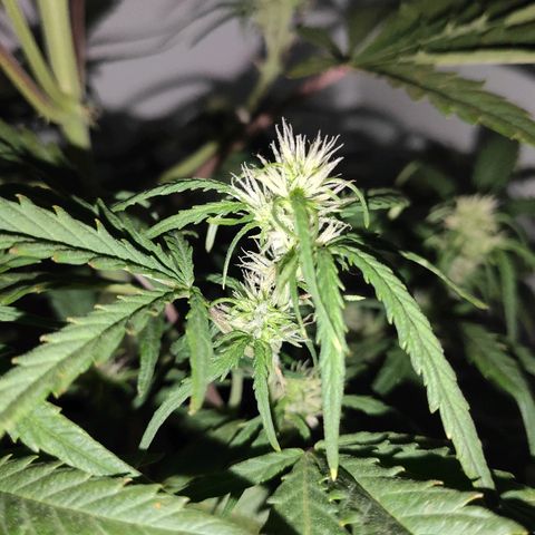 Moby-D XXL Auto growlog timeline photo