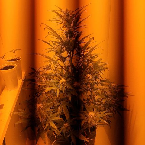 Moby-D XXL Auto growlog timeline photo