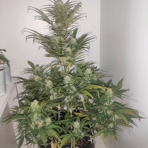 Moby-D XXL Auto growlog timeline photo