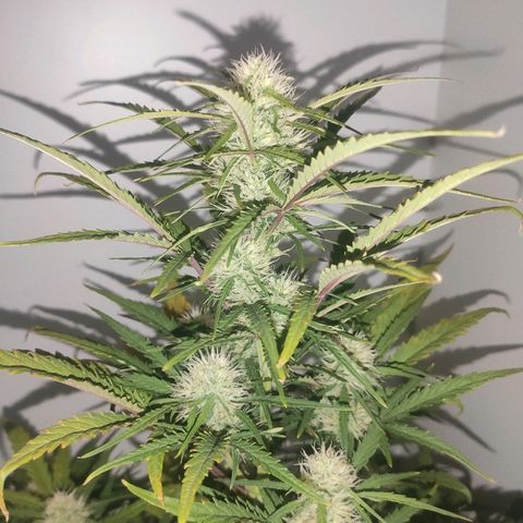 Moby-D XXL Auto growlog timeline photo