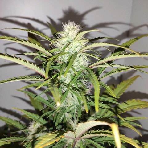 Moby-D XXL Auto growlog photo: Auto bud candy