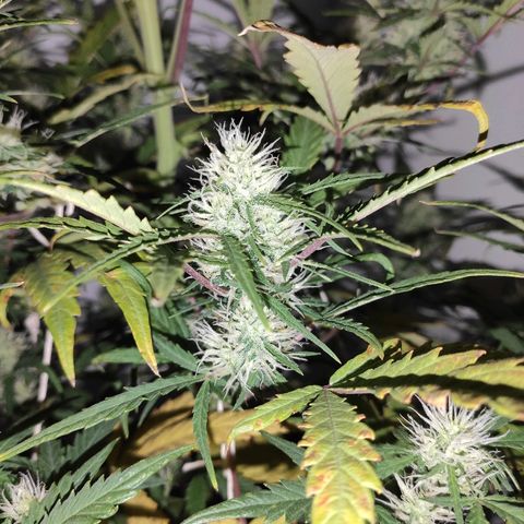 Moby-D XXL Auto growlog photo: Auto bud candy