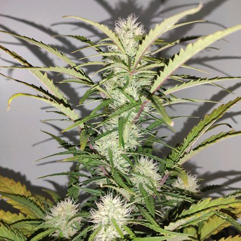 Moby-D XXL Auto growlog photo: Auto bud candy
