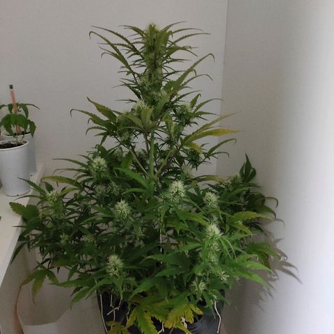 Moby-D XXL Auto growlog photo: Auto bud candy