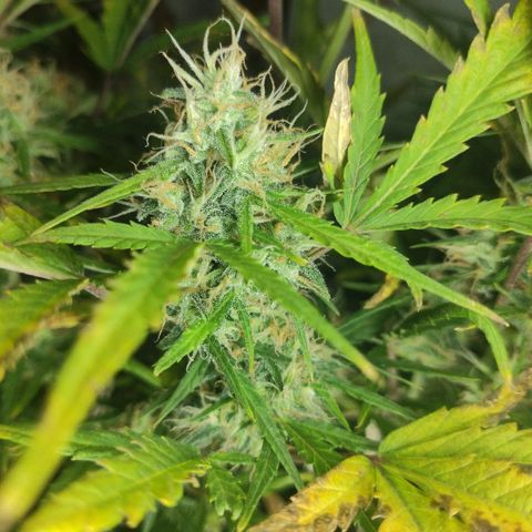 Moby-D XXL Auto growlog timeline photo