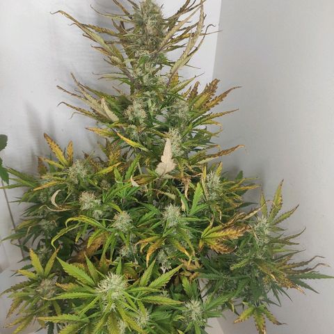 Moby-D XXL Auto growlog timeline photo