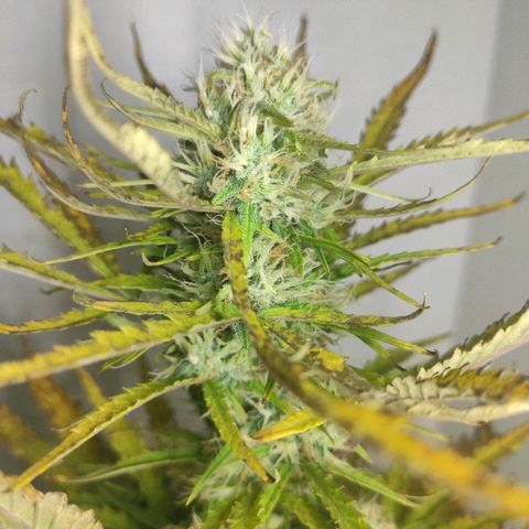 Moby-D XXL Auto growlog timeline photo
