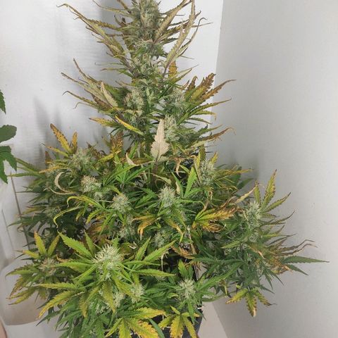 Moby-D XXL Auto growlog timeline photo