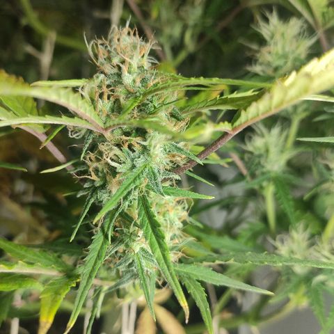 Moby-D XXL Auto growlog timeline photo