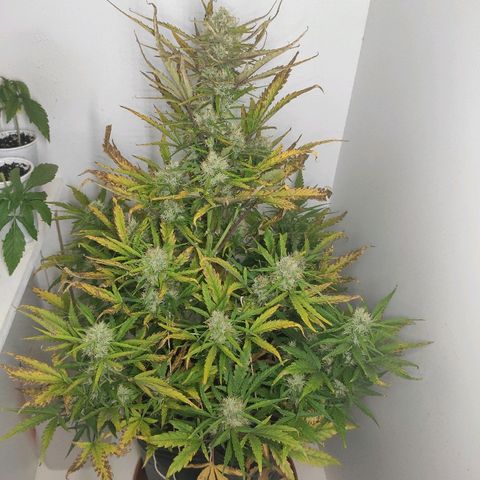Moby-D XXL Auto growlog timeline photo