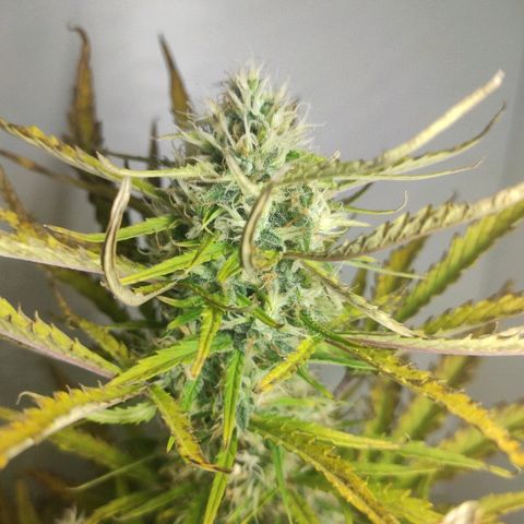 Moby-D XXL Auto growlog timeline photo