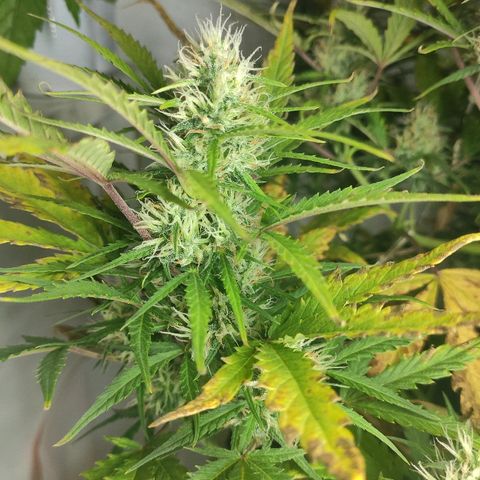 Moby-D XXL Auto growlog timeline photo