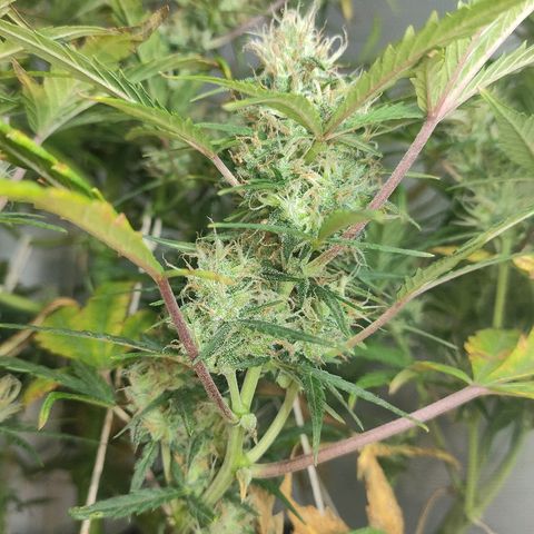 Moby-D XXL Auto growlog timeline photo
