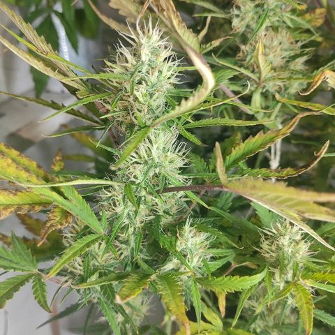 Moby-D XXL Auto growlog timeline photo