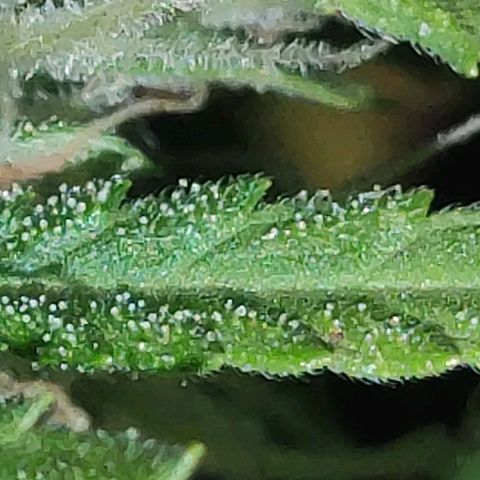 Moby-D XXL Auto growlog timeline photo