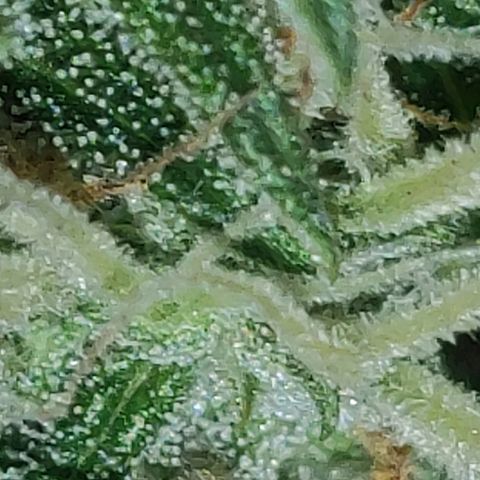 Moby-D XXL Auto growlog timeline photo