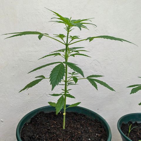 Auto Super Skunk growlog photo: 35 cm altura