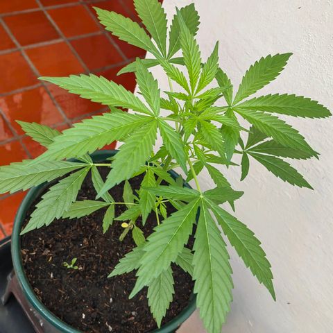 Auto Super Skunk growlog photo: 35 cm altura