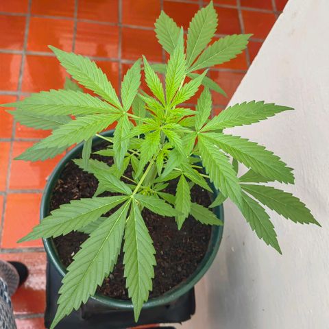 Auto Super Skunk growlog photo: 35 cm altura