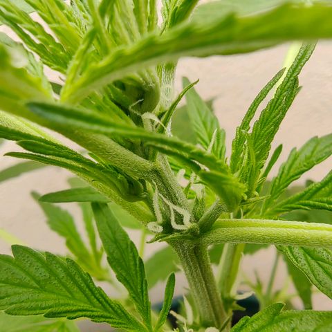 Auto Super Skunk growlog timeline photo