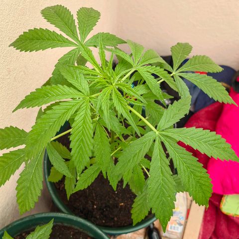 Auto Super Skunk growlog timeline photo