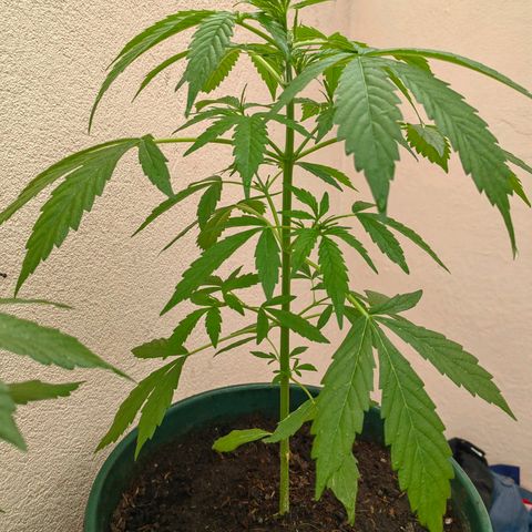 Auto Super Skunk growlog timeline photo