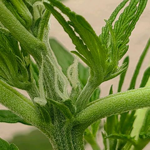 Auto Super Skunk growlog timeline photo