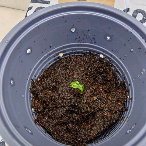 1A Black Kush 98 growlog timeline photo