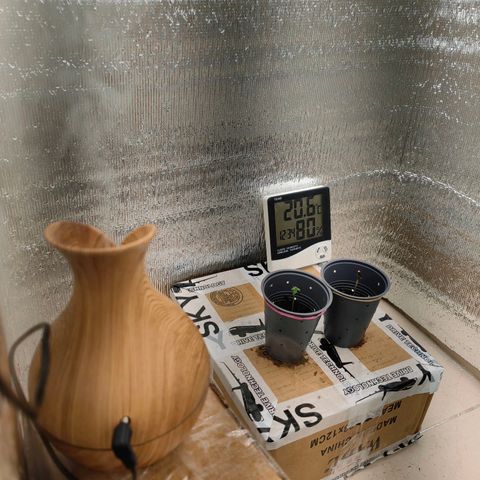 1A Black Kush 98 growlog photo: Se retira plastico de recubrimiento para efecto invernadero y se instala humidificador pequeño para aumentar la humedad del cuarto