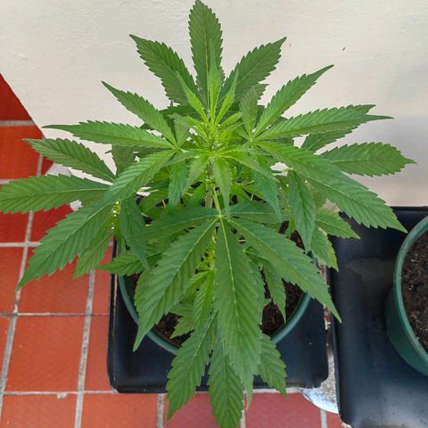 Auto Super Skunk growlog timeline photo