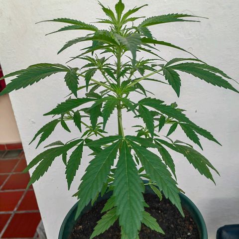 Auto Super Skunk growlog timeline photo