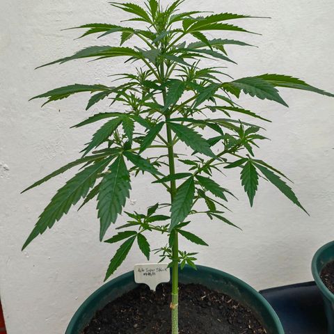 Auto Super Skunk growlog timeline photo