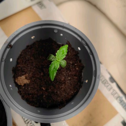 1A Black Kush 98 growlog photo: se agraga más sustrato