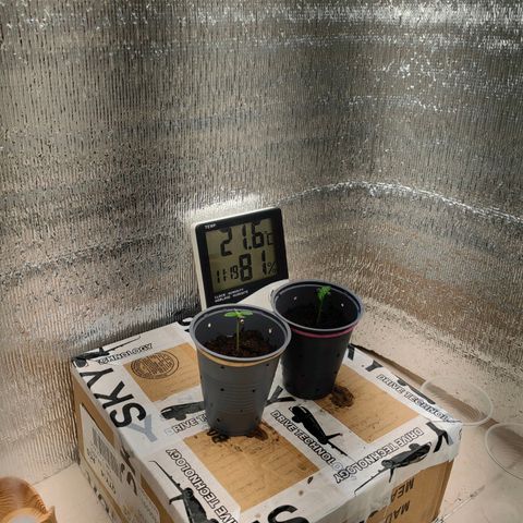 1A Black Kush 98 growlog timeline photo