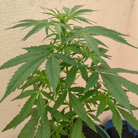 Auto Super Skunk growlog timeline photo