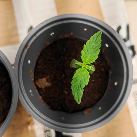 1A Black Kush 98 growlog timeline photo