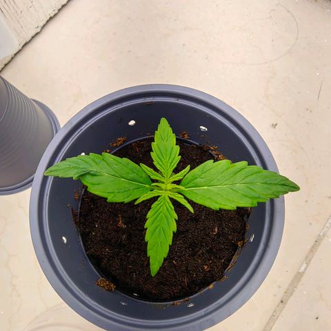 1A Black Kush 98 growlog timeline photo