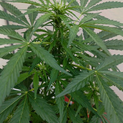 Auto Super Skunk growlog timeline photo